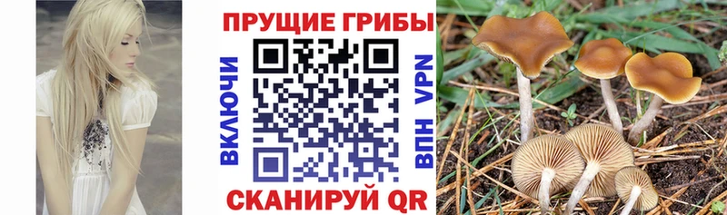 Псилоцибиновые грибы Psilocybe  где найти наркотики  Чайковский 